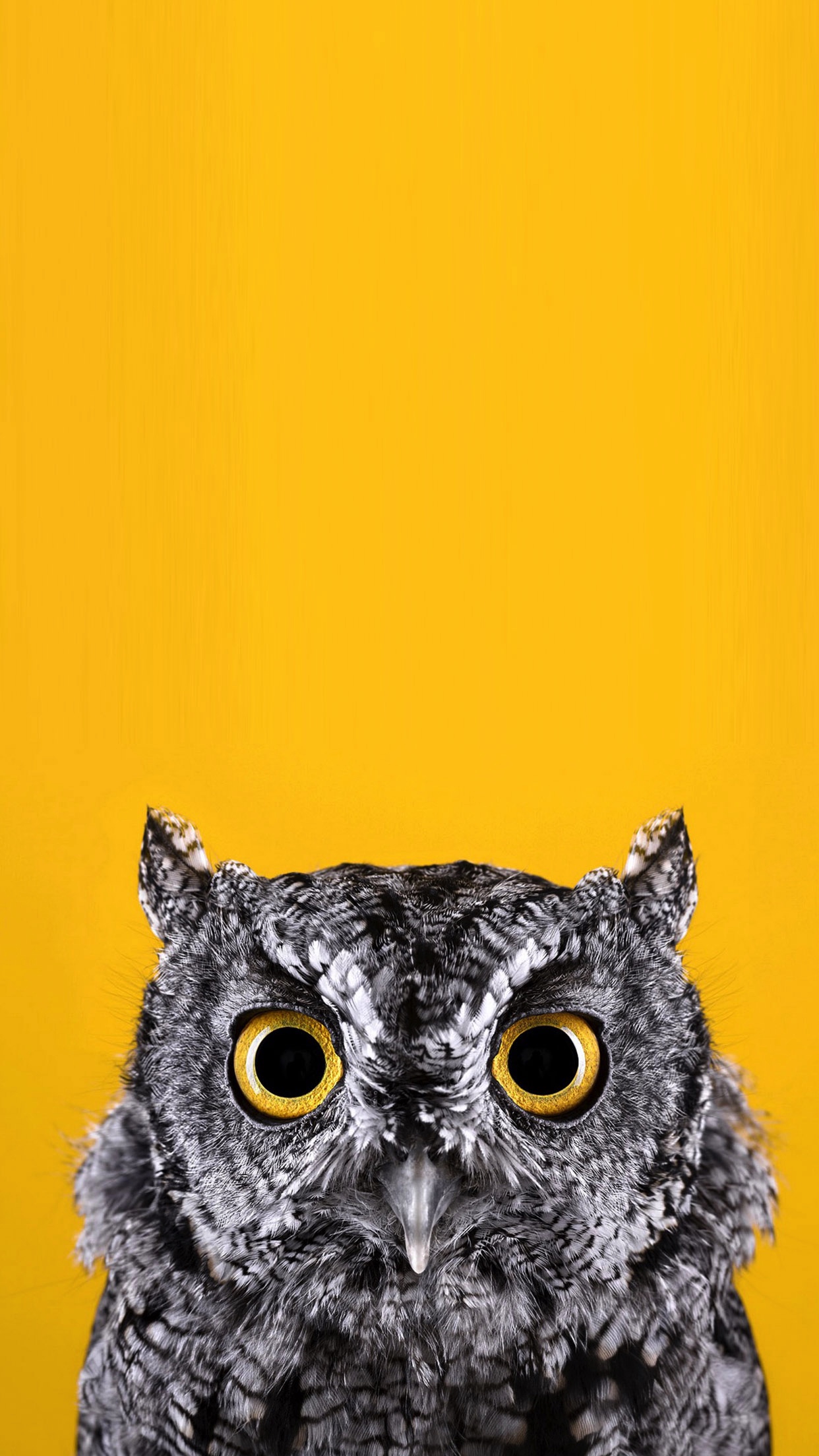 Iphone Animals フクロウ Owl Free Apple Papers